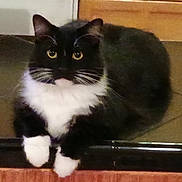 Hatcher joined the competition — help win amazing prizes! animal, black_and_white, cat, close_up, curious, cute, domestic_cat, feline, fur, indoor, looking, lying_down, mammal, paws, pet, resting, soft_fur, tiled_floor, whiskers, yellow_eyes