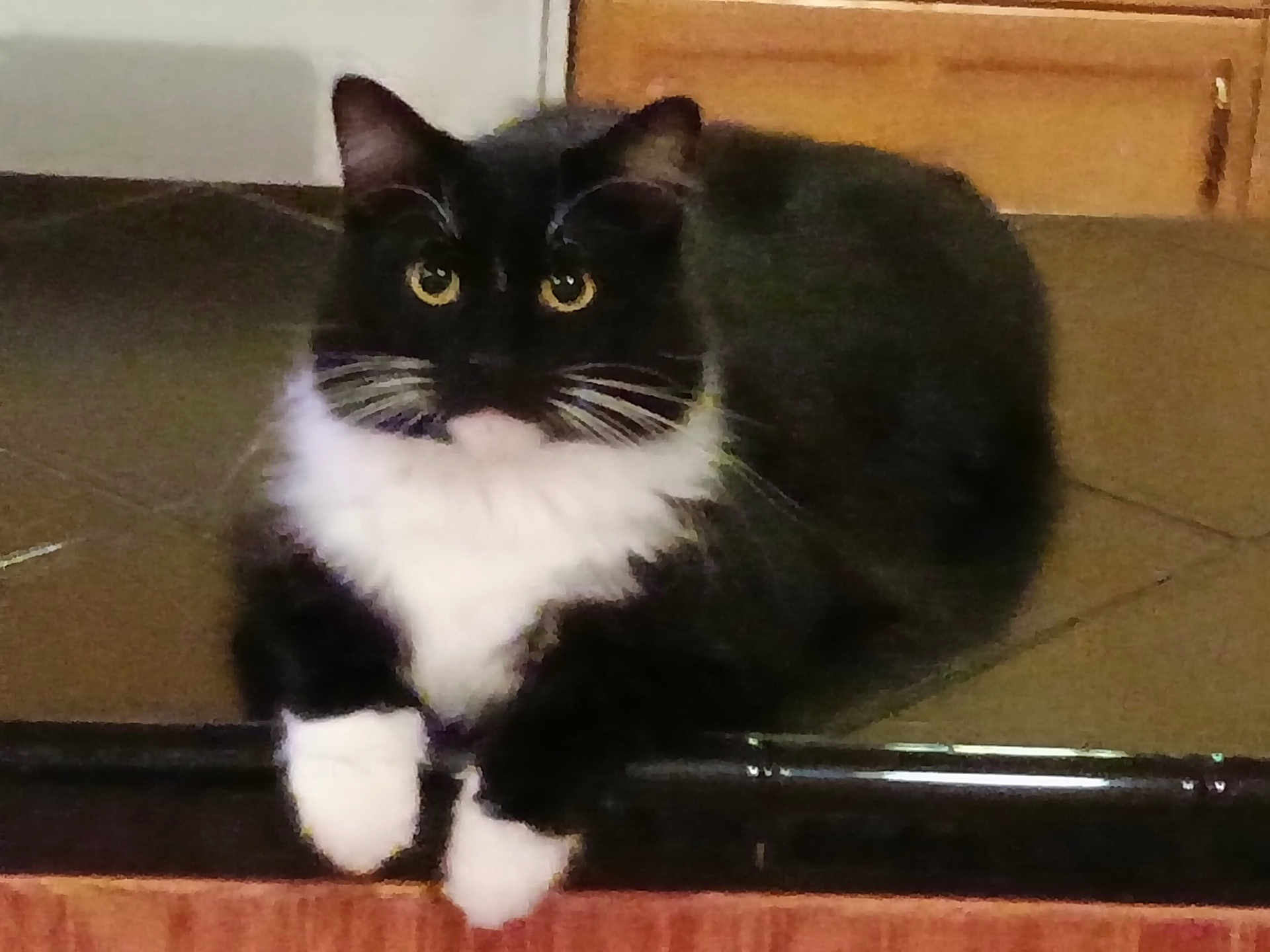 Hatcher joined the competition — help win amazing prizes! animal, black_and_white, cat, close_up, curious, cute, domestic_cat, feline, fur, indoor, looking, lying_down, mammal, paws, pet, resting, soft_fur, tiled_floor, whiskers, yellow_eyes