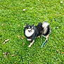 dog, grass, outdoor, pet, leash, black_fur, white_fur, small_dog, fluffy, smiling, canine, happy, nature, animal, lawn, playful, cute, fur, standing, daylight