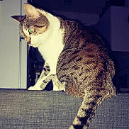 Osaka participe au concours pour gagner de l'argent avec cette photo : cat, tabby, white_fur, sitting, indoor, feline, pet, fur, animal, looking, side_view, whiskers, tail, domestic_cat, household, furniture, dark_background, close_up, alert, mammal