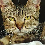 Jenni is registered to the contest to win money with this photo: cat, tabby, close_up, whiskers, yellow_eyes, pet, animal, feline, face, ears, nose, fur, collar, indoor, resting, looking, portrait, cute, domestic_cat, soft