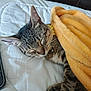 Jenni joined the competition — help win amazing prizes! cat, tabby, sleeping, blanket, yellow_blanket, bed, collar, bell, pet, feline, cozy, resting, whiskers, paw, fur, indoor, cute, domestic_animal, relaxation, nap