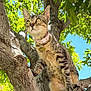 Jenni is registered to the contest to win money with this photo: cat, tabby, tree, branch, outdoor, nature, green_leaves, blue_sky, collar, pet, animal, whiskers, curious, sunlight, feline, closeup, daylight, climbing, young_cat, alert