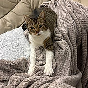 Kyria a rejoint le concours — aidez-le/la à gagner de superbes lots ! animal, blanket, cat, claws, comfortable, couch, cozy, ears, fur, furniture, home, indoor, leather, pet, plush, relaxed, resting, tabby, whiskers, white_paws