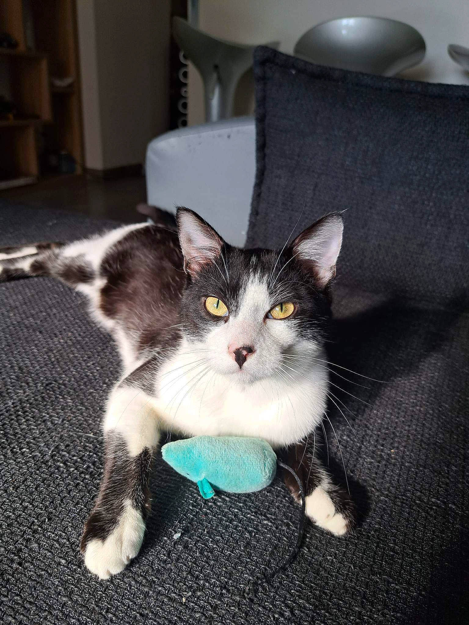 Djack a rejoint le concours — aidez-le/la à gagner de superbes lots ! carnivore, cat, claw, comfort, couch, domestic_short_haired_cat, eye, felidae, flooring, foot, fur, furniture, grey, hardwood, paw, sitting, small_to_medium_sized_cats, snout, tail, whiskers