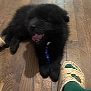 Ruby Et Simba participe au concours pour gagner de l'argent avec cette photo : puppy, black_dog, floor, wood_floor, footwear, slipper, sock, indoor, pet, animal, paw, blurry, yawning, dog, canine, cute, fur, domestic_animal, companion, pet_accessory