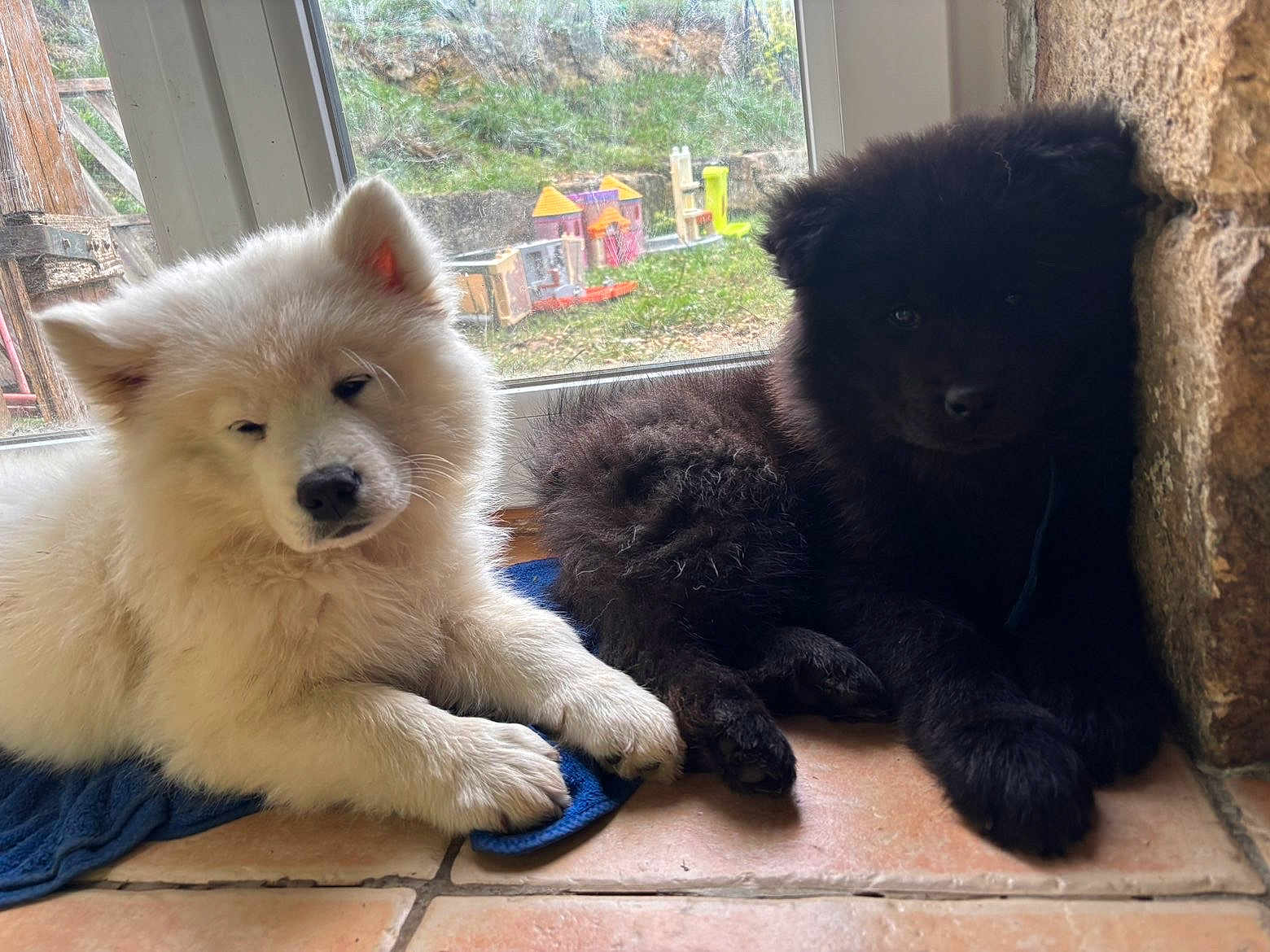 Ruby Et Simba participe au concours pour gagner de l'argent avec cette photo : puppy, dog, white_puppy, black_puppy, fluffy, indoor, tile_floor, window, stone_wall, resting, cute, pet, animal, cozy, domestic, young_dog, playing_toys, background, natural_light, sleepy
