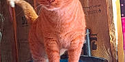 Raja is registered to the contest to win money with this photo: cat, orange_tabby, bowl, indoor, curious, pet, animal, feline, insulation, unfinished_wall, household, domestic, standing, orange_fur, whiskers, ears, tail, close_up, looking_at_camera, blue_bowl