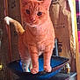cat, orange_tabby, bowl, indoor, curious, pet, animal, feline, insulation, unfinished_wall, household, domestic, standing, orange_fur, whiskers, ears, tail, close_up, looking_at_camera, blue_bowl