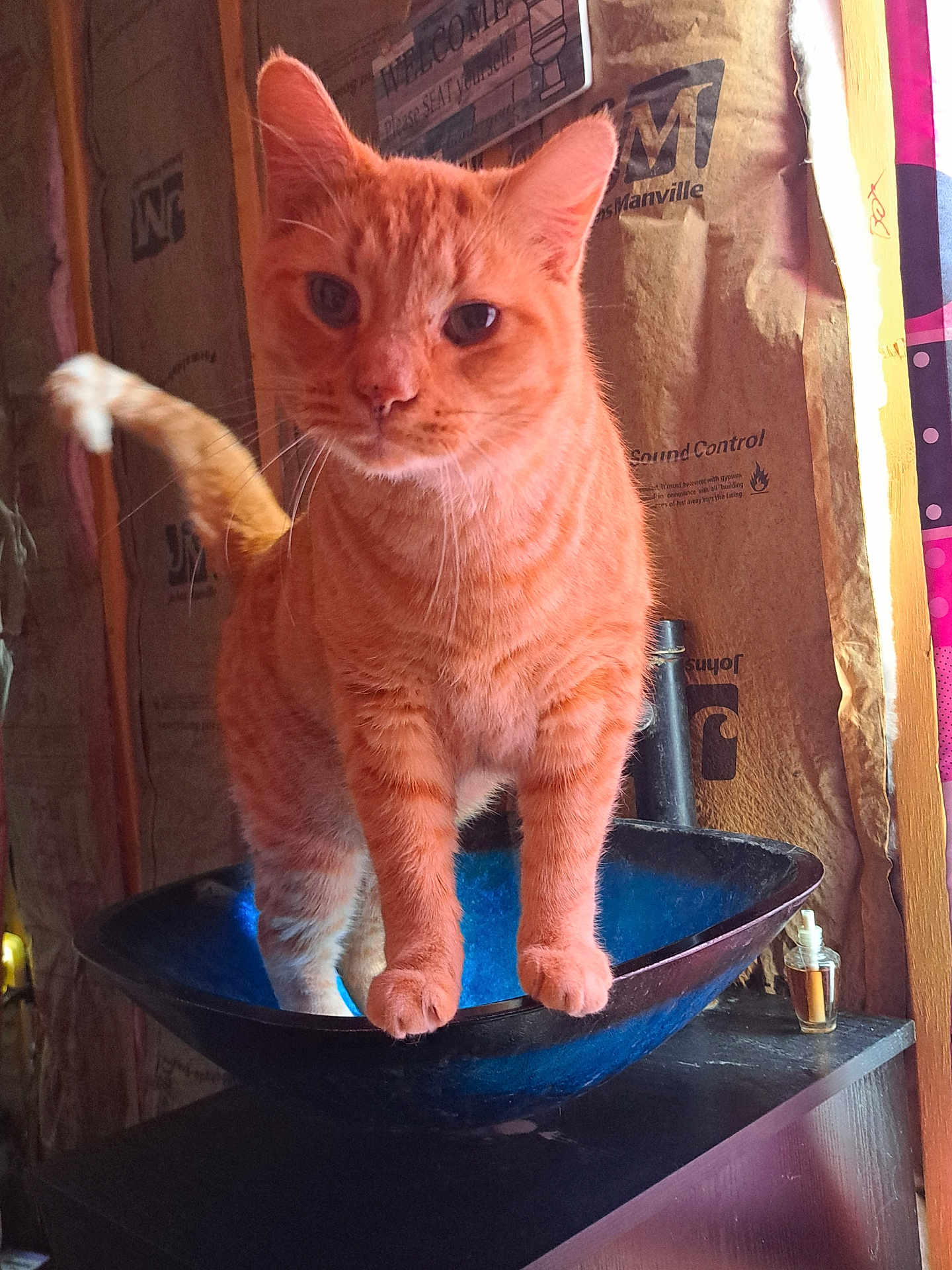 Raja