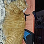 Raja joined the competition — help win amazing prizes! cat, orange_tabby, sleeping, blanket, fleece, drink_cup, gaming_controller, indoor, cozy, pet, resting, furniture, patterned_blanket, pink, orange, fluffy, cute, relaxed, domestic_cat, animal