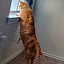 Raja is registered to the contest to win money with this photo: cat, orange_tabby, standing, window, windowsill, carpet, indoor, curious, pet, feline, tail, paw, wall, toy, orange_ball, home, light, shadow, corner, curiosity
