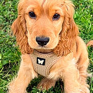 Appy participe au concours pour gagner de l'argent avec cette photo : puppy, dog, golden_retriever, grass, outdoor, pet, animal, cute, young, harness, nature, fur, ears, sitting, adorable, face, mammal, green, summer, portrait
