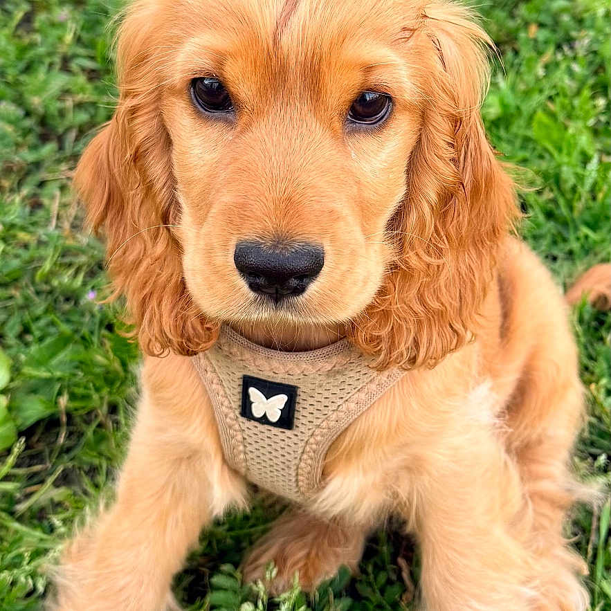 Appy participe au concours pour gagner de l'argent avec cette photo : puppy, dog, golden_retriever, grass, outdoor, pet, animal, cute, young, harness, nature, fur, ears, sitting, adorable, face, mammal, green, summer, portrait