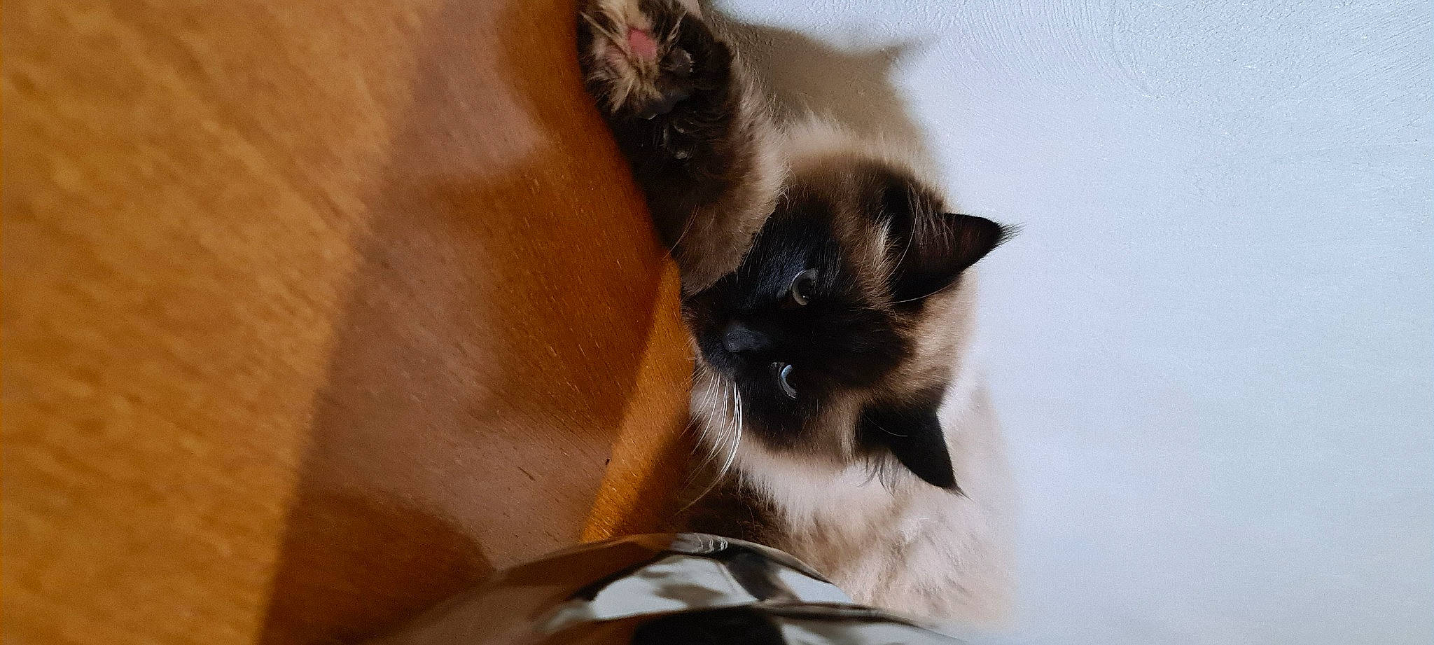 Tresor participe au concours pour gagner de l'argent avec cette photo : balinese, birman, box, carnivore, cat, cat_supply, claw, comfort, domestic_short_haired_cat, fawn, felidae, fur, paw, siamese, small_to_medium_sized_cats, snout, tail, thai, tonkinese, whiskers