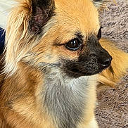 Vicky participe au concours pour gagner de l'argent avec cette photo : animal, blanket, closeup, companion, cute, dog, domestic, ears, eyes, fluffy, fur, indoors, paw, pet, relaxed, resting, side_view, small_dog, snout, texture