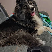 Baxter is registered to the contest to win money with this photo: animal, black_and_white, blanket, companion, couch, cozy, cute, dog, domestic, fluffy, fur, happy, home, indoor, paw, pet, relaxed, resting, smiling, tongue_out