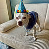 animal, blue_sweater, celebration, companion, couch, curious, cute, dog, domestic, expression, floor, furniture, indoor, looking_at_camera, party_hat, pet, portrait, ribbed_texture, small_dog, white_dog