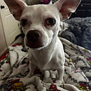 Gumpy joined the competition — help win amazing prizes! animal, bed, bedroom, blanket, cartoon_pattern, chihuahua, close_up, companion, cozy, cute, dog, domestic, ears, expression, furniture, indoor, looking_at_camera, pet, small_dog, white_dog