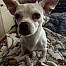 animal, bed, bedroom, blanket, cartoon_pattern, chihuahua, close_up, companion, cozy, cute, dog, domestic, ears, expression, furniture, indoor, looking_at_camera, pet, small_dog, white_dog