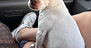 Gumpy is registered to the contest to win money with this photo: animal, bag, car_interior, closeup, curious, dog, door, ears, fur, lap, legs, looking_back, person, pet, shoe, sitting, small_dog, vent, white_dog, window