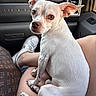 animal, bag, car_interior, closeup, curious, dog, door, ears, fur, lap, legs, looking_back, person, pet, shoe, sitting, small_dog, vent, white_dog, window