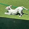 animal, backyard, canine, cute, daytime, dog, garden_hose, grass, greenery, mammal, nature, outdoor, pet, playful, relaxed, shadow, stretching, sunlight, sunny, white_dog