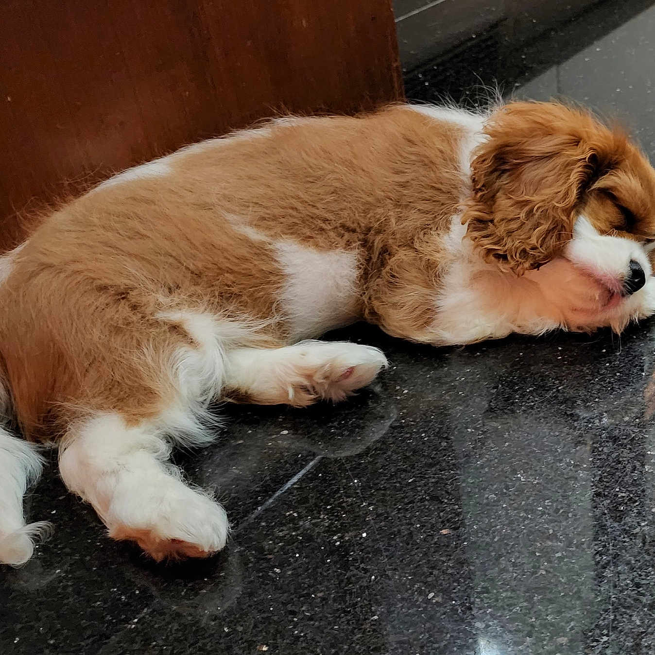 Chico joined the competition — help win amazing prizes! animal, bulldog, canine, cat, cockerspaniel, collie, dog, goldenretriever, hardwood, hound, lesserpanda, manx, papillon, person, pet, puppy, saintbernard, sleeping, terrier, wood