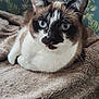 Romy participe au concours pour gagner de l'argent avec cette photo : cat, blue_eyes, close_up, fur, whiskers, blanket, indoor, pet, animal, relaxed, soft_texture, brown, white, black, portrait, lying_down, face, ears, feline, cozy