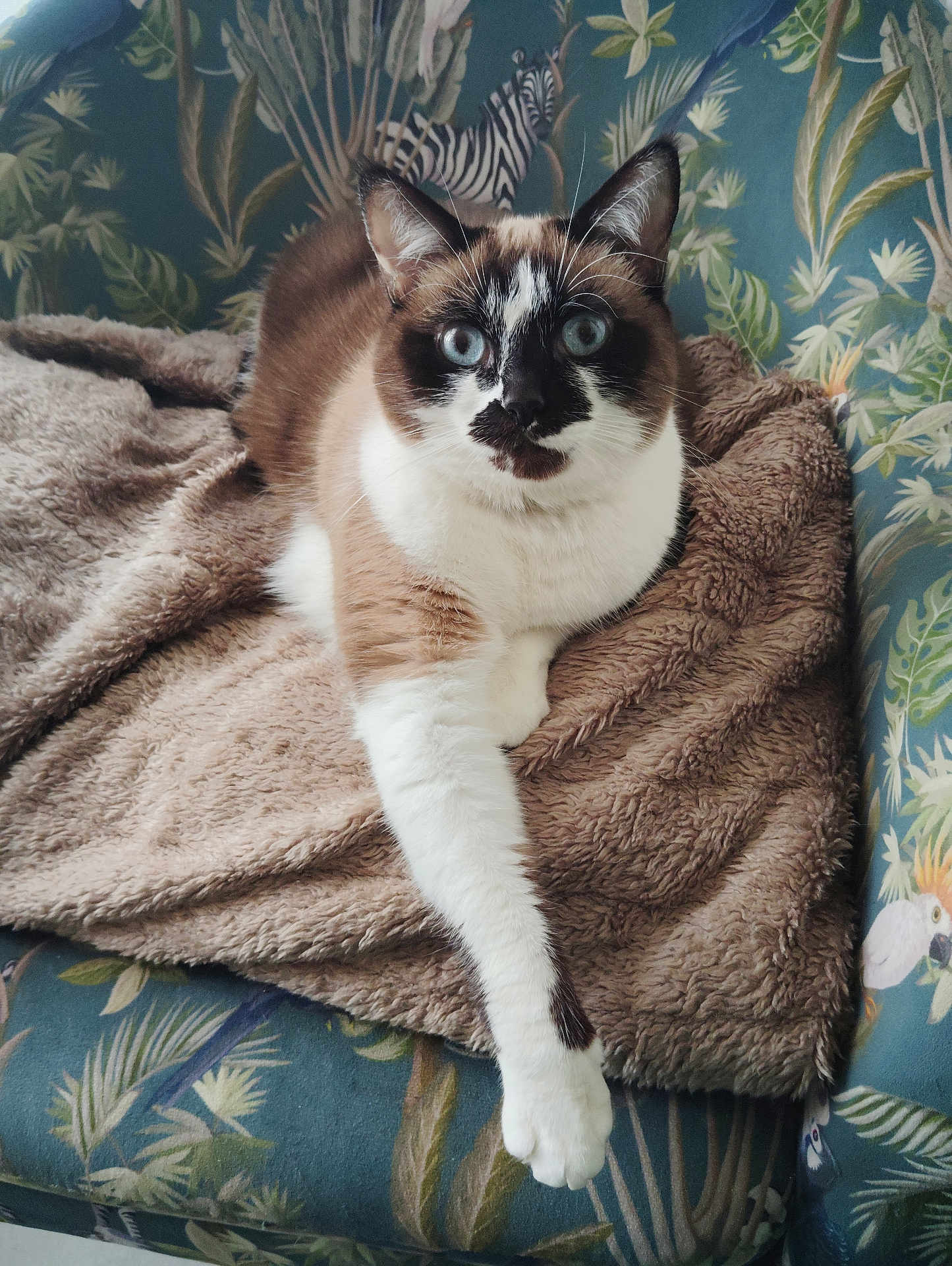 Romy a rejoint le concours — aidez-le/la à gagner de superbes lots ! cat, siamese_cat, blue_eyes, feline, pet, indoor, blanket, furry, paw, stretching, chair, patterned_furniture, tropical_print, home, cozy, relaxed, animal, mammal, whiskers, closeup