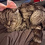 Kiki participe au concours pour gagner de l'argent avec cette photo : cat, tabby, sleeping, bow, pink_bow, pet, fur, whiskers, tail, close_up, domestic_animal, cute, resting, indoor, cozy, blanket, relaxed, animal, mammal, soft