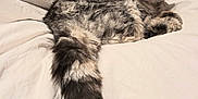 Kiki participe au concours pour gagner de l'argent avec cette photo : cat, tabby, gray_cat, fluffy_tail, red_bow, collar, bed, white_bedspread, indoor, pet, relaxed, sleepy, feline, animal, resting, fur, cute, domestic_cat, whiskers, closeup