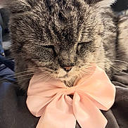 Kiki participe au concours pour gagner de l'argent avec cette photo : cat, tabby, close_up, pink_bow, sleeping, pet, feline, whiskers, fur, cute, domestic_animal, soft_texture, animal_accessory, relaxed, indoor, cozy, face, muzzle, ears, nap