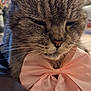 Kiki participe au concours pour gagner de l'argent avec cette photo : cat, tabby, close_up, pink_bow, pet, whiskers, fur, sleepy, domestic_cat, cute, animal, indoor, adorable, face, muzzle, nose, portrait, feline, soft, whisker