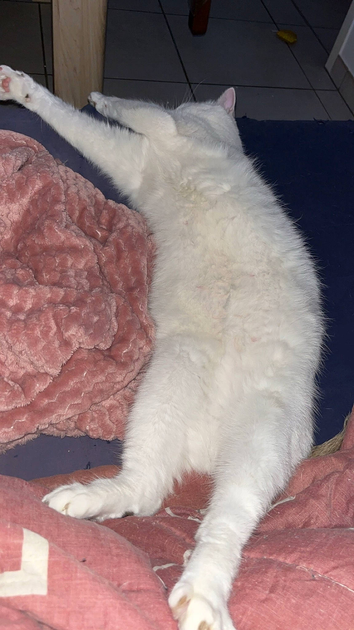 Nougat a rejoint le concours — aidez-le/la à gagner de superbes lots ! carnivore, cat, claw, comfort, domestic_short_haired_cat, fang, felidae, flooring, foot, fur, head, nap, paw, small_to_medium_sized_cats, snout, tail, terrestrial_animal, whiskers, window