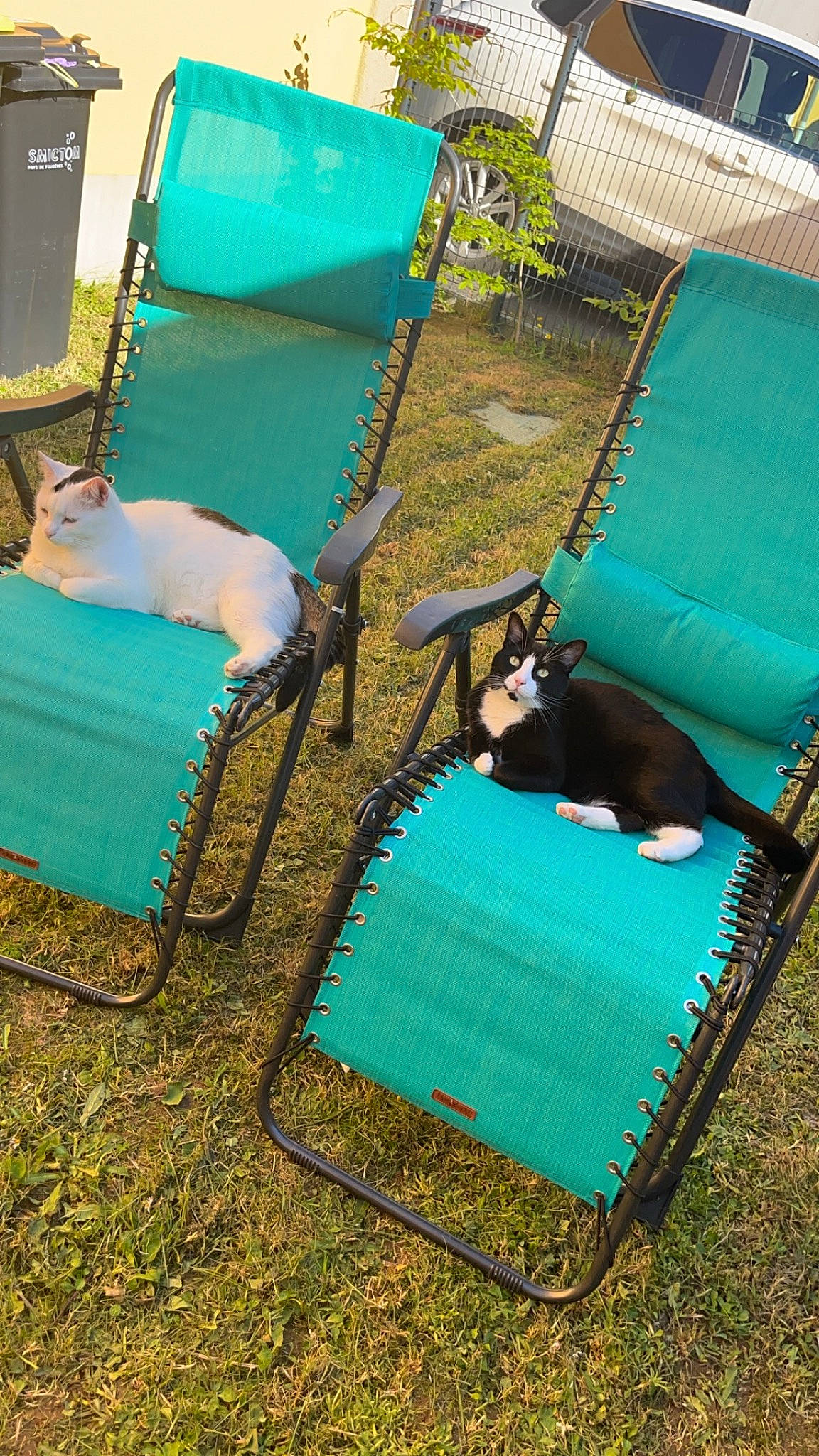 Nougat participe au concours pour gagner de l'argent avec cette photo : aqua, armrest, azure, backyard, blue, carpet, chair, comfort, felidae, flooring, grass, green, house, leisure, linens, outdoor_furniture, plant, rectangle, room, wood