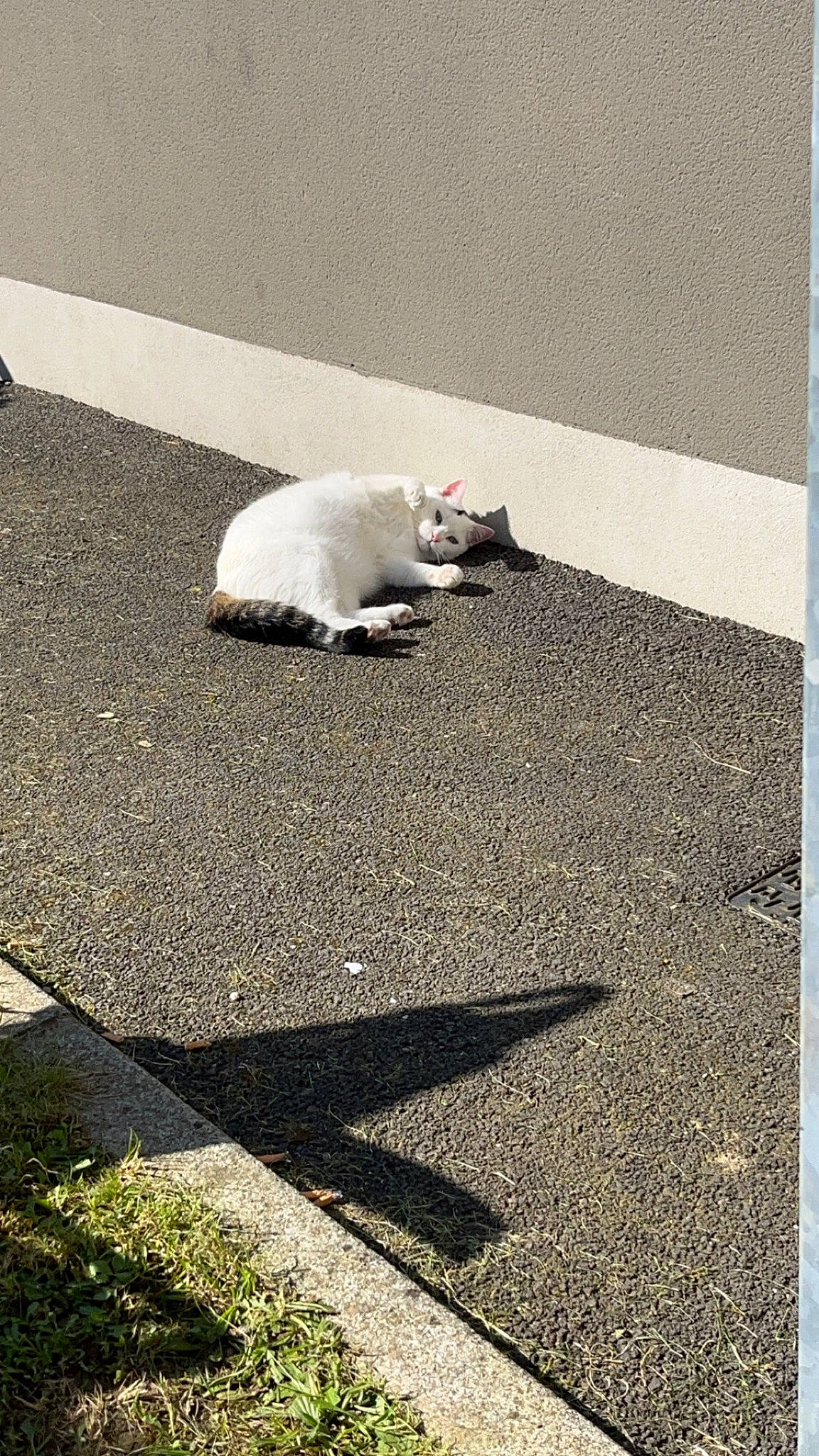 Nougat a rejoint le concours — aidez-le/la à gagner de superbes lots ! asphalt, carnivore, cat, concrete, felidae, flooring, fur, grass, grey, paw, rectangle, road, road_surface, shadow, sidewalk, small_to_medium_sized_cats, tail, tar, tints_and_shades, whiskers