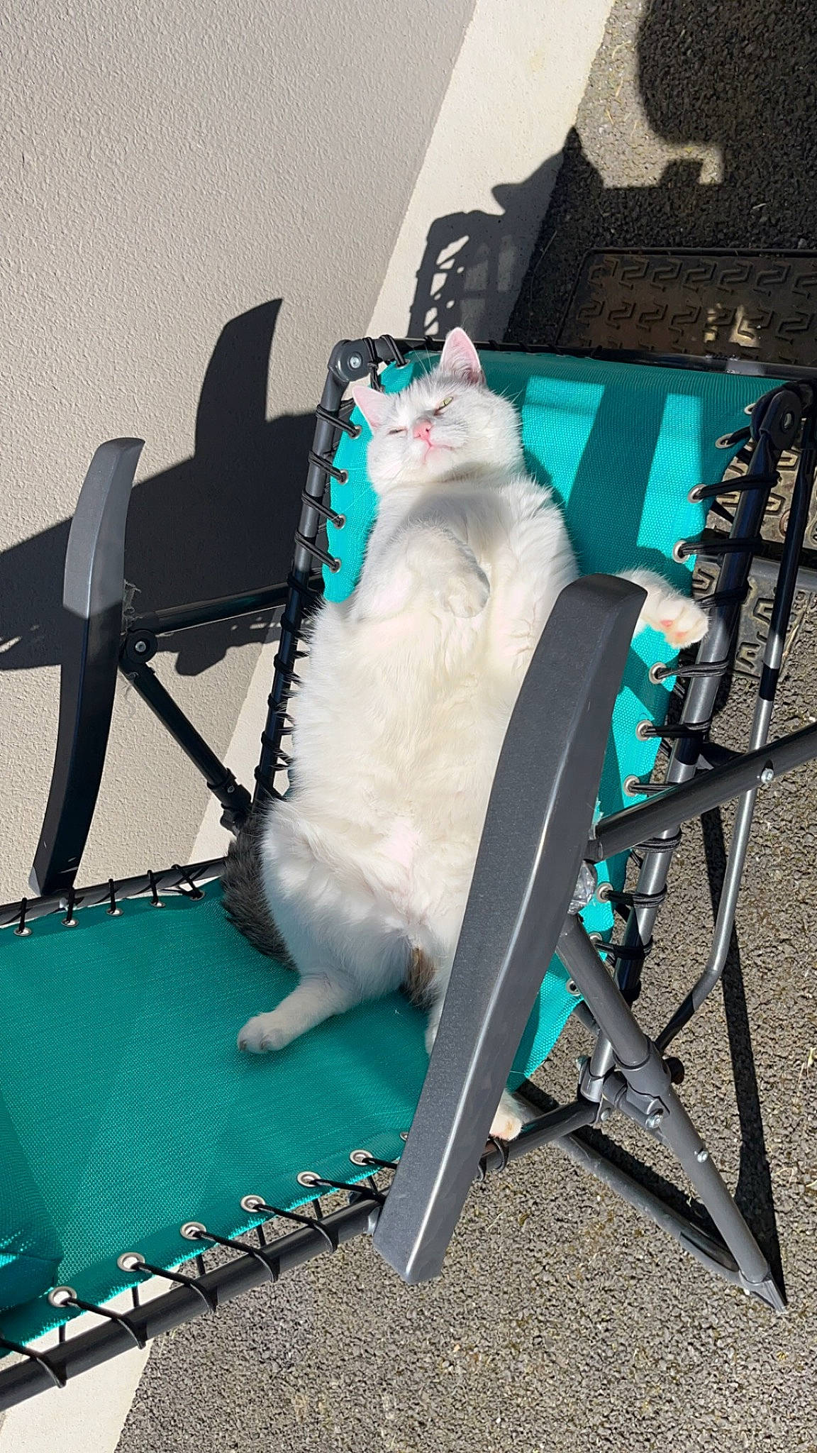 Nougat a rejoint le concours — aidez-le/la à gagner de superbes lots ! canidae, carnivore, cat, companion_dog, electric_blue, fashion_accessory, feather, felidae, flightless_bird, fur, machine, outdoor_furniture, sitting, small_to_medium_sized_cats, tail, whiskers