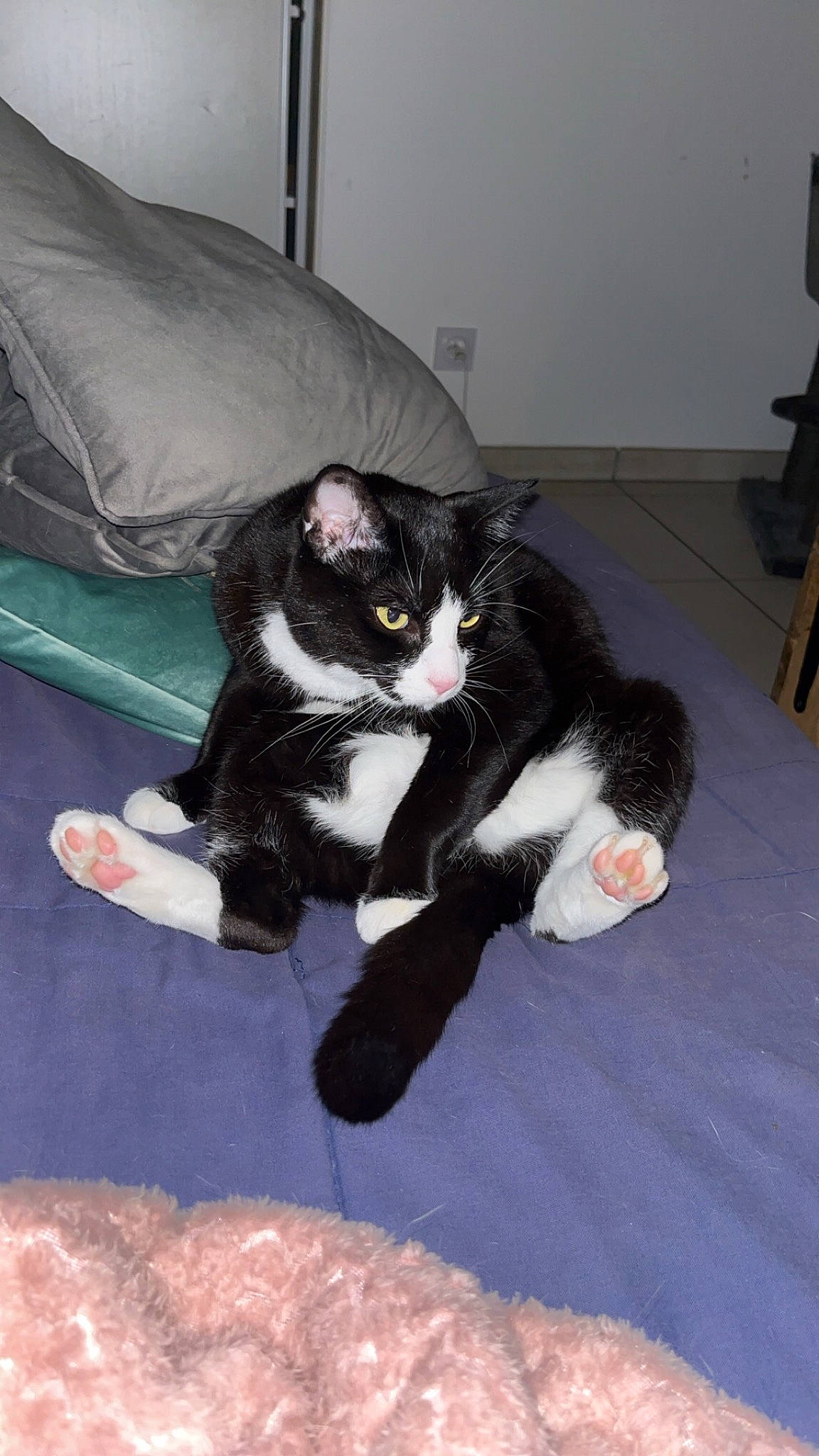 Mimi participe au concours pour gagner de l'argent avec cette photo : canidae, carnivore, cat, comfort, dog_breed, domestic_short_haired_cat, felidae, floor, flooring, fur, hardwood, human_leg, linens, paw, small_to_medium_sized_cats, snout, sporting_group, tail, terrestrial_animal, whiskers