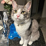 Marvin is registered to the contest to win money with this photo: animal, bell, blue_pet_feeder, bouquet, cat, collar, curious, domestic, faucet, feline, flowers, gray_fur, indoor, kitchen_counter, pet, pink_flowers, sink, white_flowers, white_fur, yellow_eyes