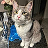 animal, bell, blue_pet_feeder, bouquet, cat, collar, curious, domestic, faucet, feline, flowers, gray_fur, indoor, kitchen_counter, pet, pink_flowers, sink, white_flowers, white_fur, yellow_eyes