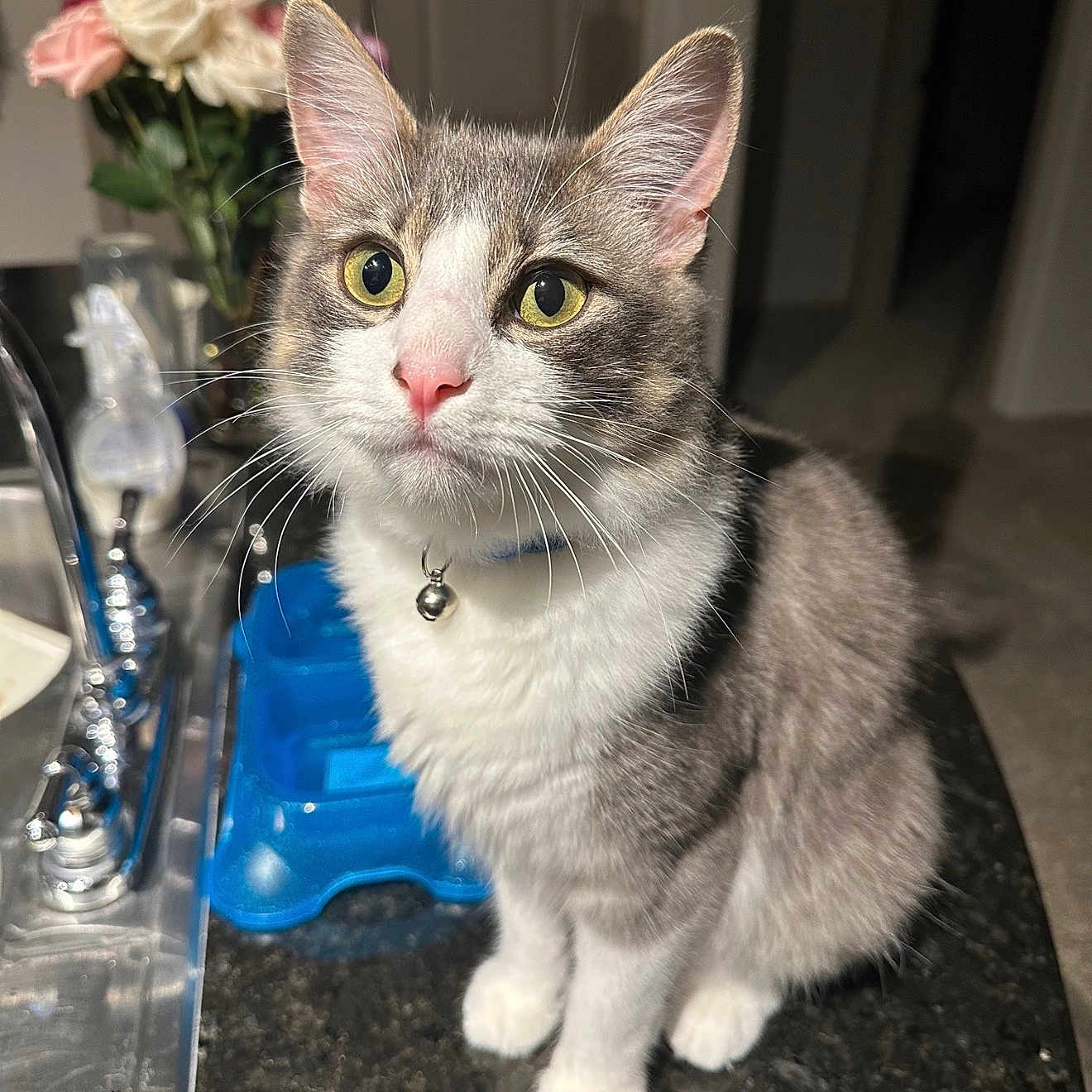 Marvin is registered to the contest to win money with this photo: animal, bell, blue_pet_feeder, bouquet, cat, collar, curious, domestic, faucet, feline, flowers, gray_fur, indoor, kitchen_counter, pet, pink_flowers, sink, white_flowers, white_fur, yellow_eyes