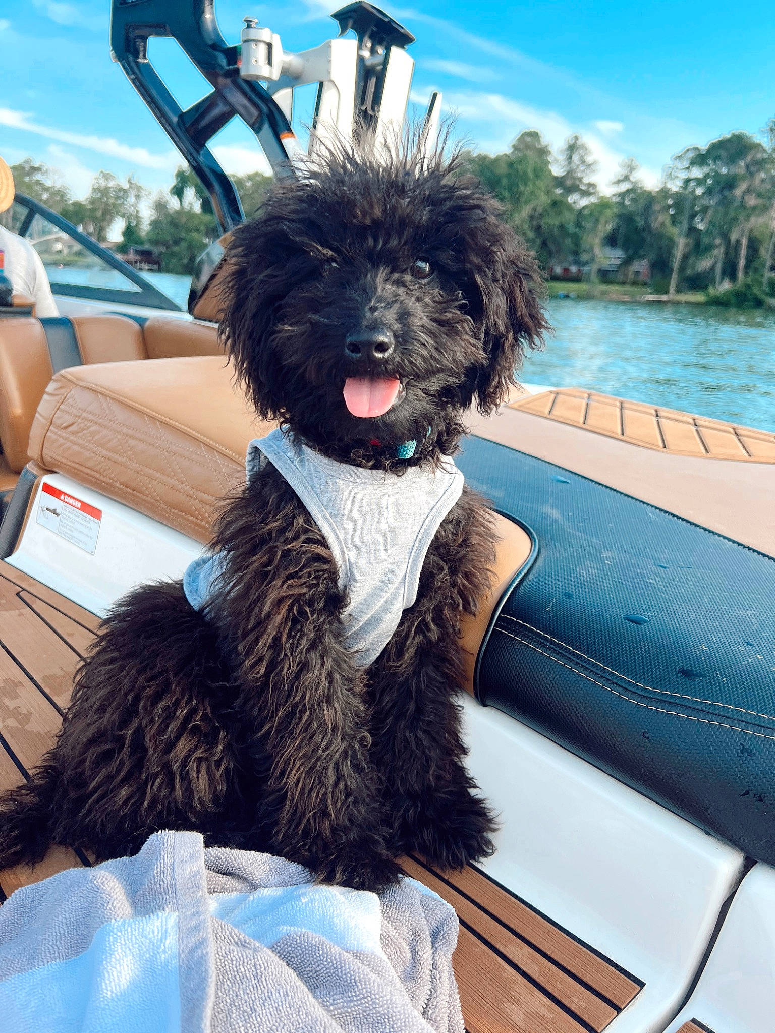 Ozzie is registered to the contest to win money with this photo: automotive_exterior, blue, car, carnivore, cloud, companion_dog, dog, dog_breed, dog_collar, electric_blue, fur, motor_vehicle, sky, snout, toy_dog, tree, vehicle, vehicle_door, water, working_animal