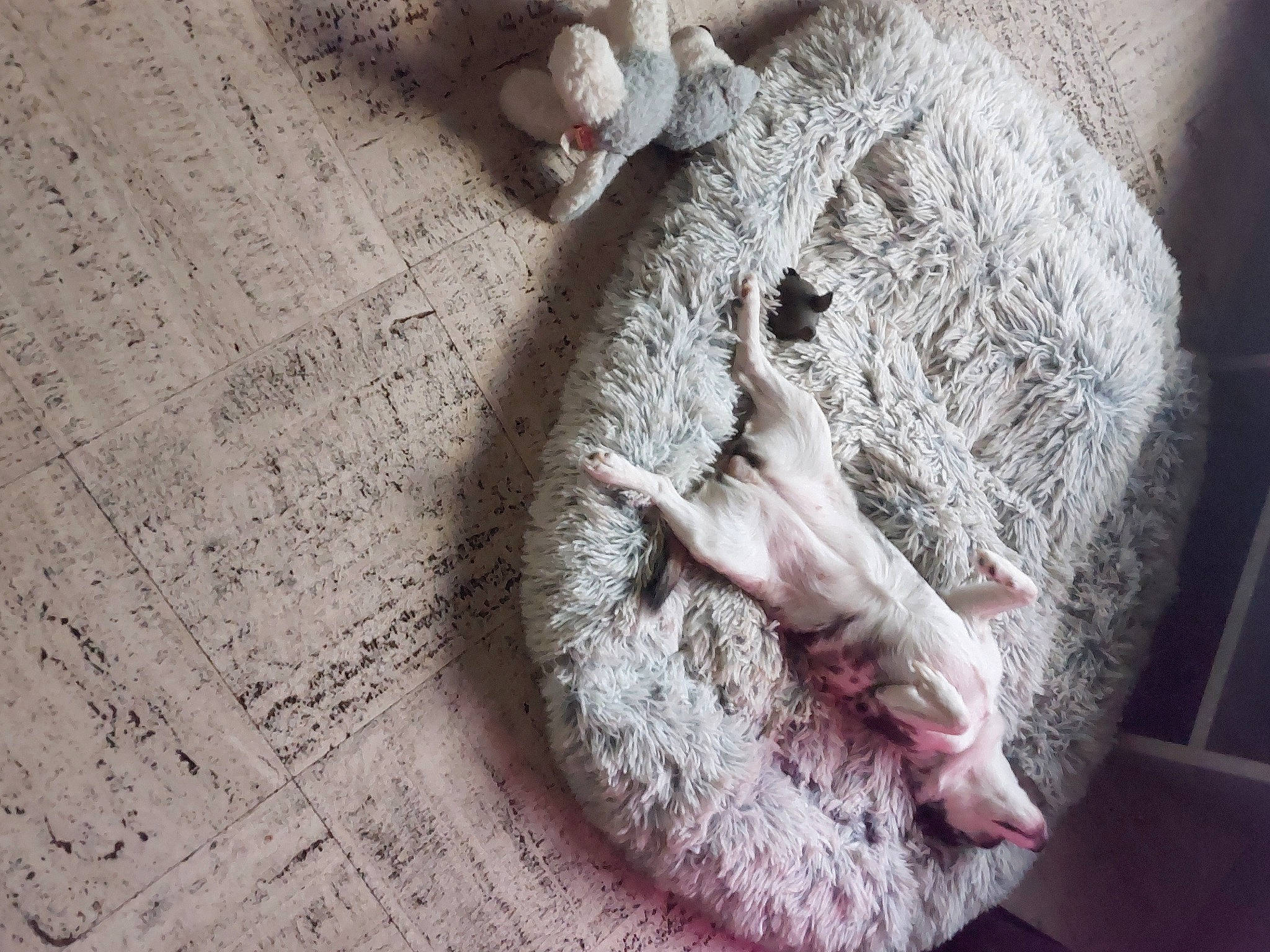 Orlane participe au concours pour gagner de l'argent avec cette photo : dress, fashion_accessory, fawn, felidae, flooring, fur, grey, gunny_sack, human_leg, linens, needlework, pattern, paw, small_to_medium_sized_cats, tail, whiskers, window, wood, wool, woven_fabric