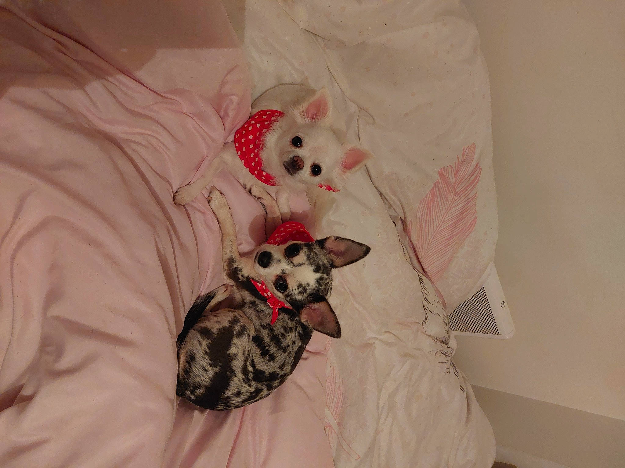 Naika Et Orlane a rejoint le concours — aidez-le/la à gagner de superbes lots ! baby_toddler_clothing, bed, bedding, carnivore, comfort, companion_dog, couch, dog, dog_breed, dog_supply, fawn, felidae, fur, grey, linens, pattern, sleeve, toy_dog, whiskers, working_animal