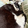 cat, sleeping, black_and_white, fur, pet, cozy, blanket, cushion, indoor, resting, domestic_animal, close_up, whiskers, soft, relaxation, animal, home, comfort, cute, nap