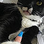 Frank joined the competition — help win amazing prizes! cat, black_and_white, yellow_eyes, collar, pet_tag, paw, human_hand, blue_nail_polish, close_up, feline, whiskers, indoor, fur, cute, animal, domestic_cat, pet, face, mouth, tongue