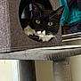 cat, tuxedo_cat, yellow_eyes, cat_tree, fabric_cubby, indoor, pet, animal, curious, whiskers, feline, black_and_white, household, cozy, resting, portrait, looking_out, fur, ears, domestic_cat