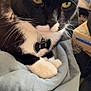 cat, tuxedo_cat, black_and_white, pet, indoor, close_up, collar, bow_tie, whiskers, yellow_eyes, fur, blanket, resting, cozy, domestic_animal, animal, cute, sleepy, soft, relaxed