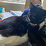 Frank is registered to the contest to win money with this photo: cat, tuxedo_cat, licking, indoor, window, blinds, clothes, hat, ritz_box, black_and_white, pet, fur, whiskers, domestic_animal, relaxing, household_items, casual, window_light, resting, feline